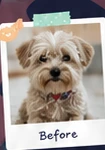 Small dog before grooming