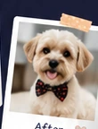 Small dog after grooming