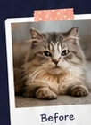 Cat before grooming