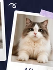 Cat after grooming