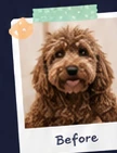 Dog before grooming