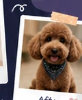 Dog after grooming